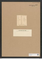 Nitzschia bleischii Janisch (de-Toni-Nr.: Genus 47, Species 2166) Zeichnungen Sammlung Grunow Nr. 4350 (NHMW-BOT-W0372395)